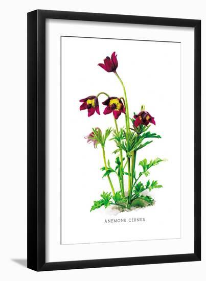 Anemone Cernua-H.g. Moon-Framed Art Print