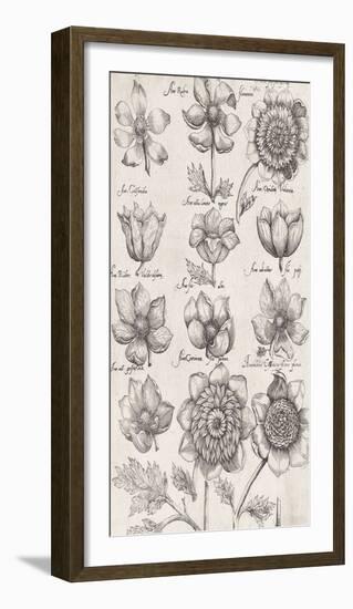 Anemone Cultivars-The Vintage Collection-Framed Giclee Print