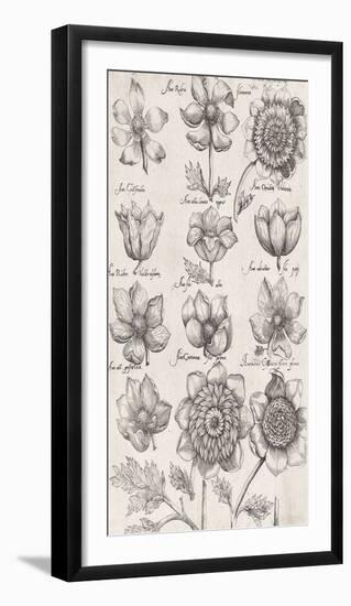 Anemone Cultivars-The Vintage Collection-Framed Giclee Print