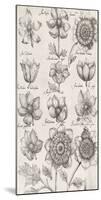 Anemone Cultivars-The Vintage Collection-Mounted Giclee Print
