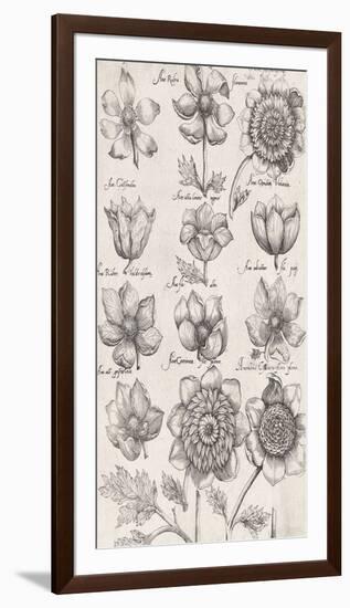 Anemone Cultivars-The Vintage Collection-Framed Giclee Print