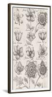 Anemone Cultivars-The Vintage Collection-Framed Giclee Print