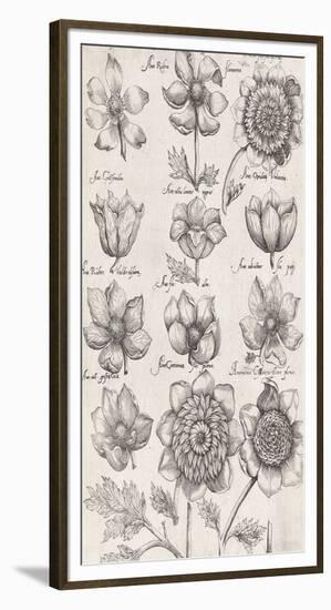 Anemone Cultivars-The Vintage Collection-Framed Giclee Print