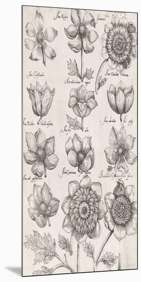 Anemone Cultivars-The Vintage Collection-Mounted Giclee Print
