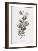Anemone Double, from Fleurs Dessinees D'Apres Nature, C. 1800-Gerard Van Spaendonck-Framed Giclee Print
