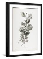 Anemone Double, from Fleurs Dessinees D'Apres Nature, C. 1800-Gerard Van Spaendonck-Framed Giclee Print