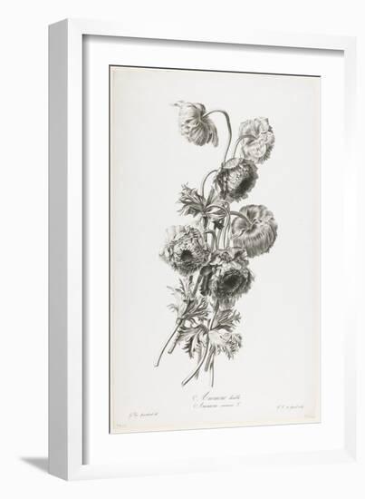 Anemone Double, from Fleurs Dessinees D'Apres Nature, C. 1800-Gerard Van Spaendonck-Framed Giclee Print