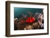 Anemone Fish in the Lockheed P-38 Lightning Fighter Aircraft Wreck, Marovo Lagoon, the Solomon Isla-Reinhard Dirscherl-Framed Photographic Print