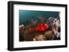 Anemone Fish in the Lockheed P-38 Lightning Fighter Aircraft Wreck, Marovo Lagoon, the Solomon Isla-Reinhard Dirscherl-Framed Photographic Print