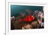 Anemone Fish in the Lockheed P-38 Lightning Fighter Aircraft Wreck, Marovo Lagoon, the Solomon Isla-Reinhard Dirscherl-Framed Photographic Print