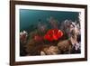 Anemone Fish in the Lockheed P-38 Lightning Fighter Aircraft Wreck, Marovo Lagoon, the Solomon Isla-Reinhard Dirscherl-Framed Photographic Print