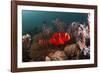 Anemone Fish in the Lockheed P-38 Lightning Fighter Aircraft Wreck, Marovo Lagoon, the Solomon Isla-Reinhard Dirscherl-Framed Photographic Print