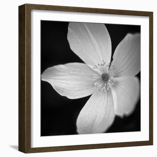 Anemone Floral-Assaf Frank-Framed Giclee Print