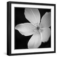 Anemone Floral-Assaf Frank-Framed Giclee Print