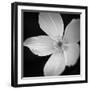 Anemone Floral-Assaf Frank-Framed Giclee Print