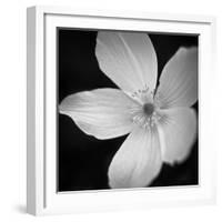 Anemone Floral-Assaf Frank-Framed Giclee Print