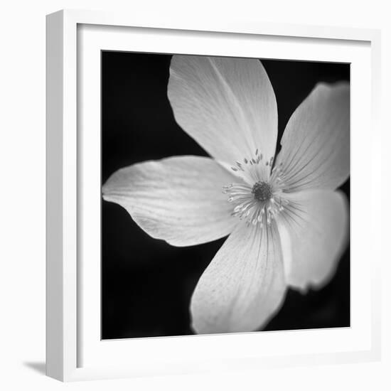 Anemone Floral-Assaf Frank-Framed Giclee Print