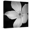Anemone Floral-Assaf Frank-Stretched Canvas