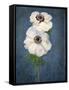 Anemone, Flower, Blossoms, Still Life, White, Blue-Axel Killian-Framed Stretched Canvas