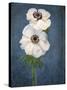 Anemone, Flower, Blossoms, Still Life, White, Blue-Axel Killian-Stretched Canvas
