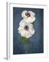 Anemone, Flower, Blossoms, Still Life, White, Blue-Axel Killian-Framed Photographic Print