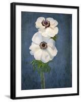 Anemone, Flower, Blossoms, Still Life, White, Blue-Axel Killian-Framed Photographic Print