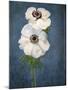 Anemone, Flower, Blossoms, Still Life, White, Blue-Axel Killian-Mounted Photographic Print