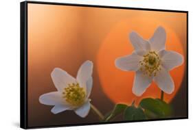 Anemone Flowers in Backlight-Thomas Ebelt-Framed Stretched Canvas