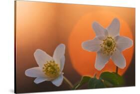 Anemone Flowers in Backlight-Thomas Ebelt-Stretched Canvas