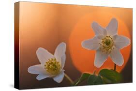 Anemone Flowers in Backlight-Thomas Ebelt-Stretched Canvas