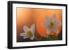 Anemone Flowers in Backlight-Thomas Ebelt-Framed Photographic Print