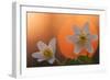 Anemone Flowers in Backlight-Thomas Ebelt-Framed Photographic Print