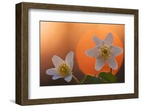 Anemone Flowers in Backlight-Thomas Ebelt-Framed Photographic Print