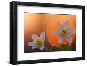 Anemone Flowers in Backlight-Thomas Ebelt-Framed Photographic Print