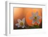 Anemone Flowers in Backlight-Thomas Ebelt-Framed Photographic Print