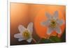 Anemone Flowers in Backlight-Thomas Ebelt-Framed Photographic Print