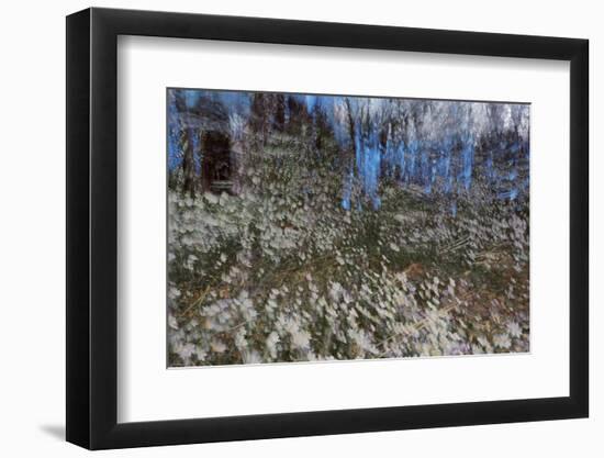 Anemone Forest-Heidi Westum-Framed Photographic Print