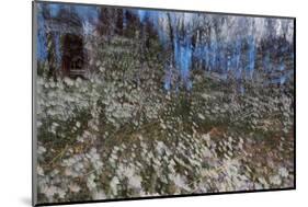 Anemone Forest-Heidi Westum-Mounted Photographic Print