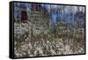 Anemone Forest-Heidi Westum-Framed Stretched Canvas