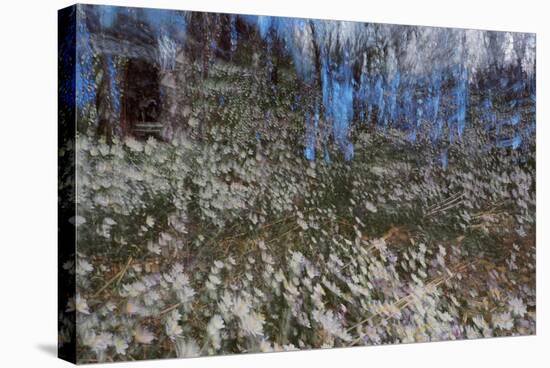 Anemone Forest-Heidi Westum-Stretched Canvas