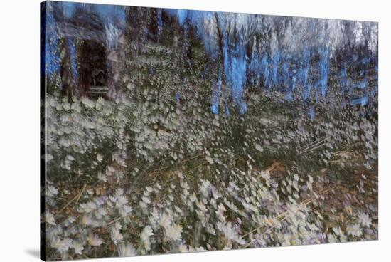 Anemone Forest-Heidi Westum-Stretched Canvas