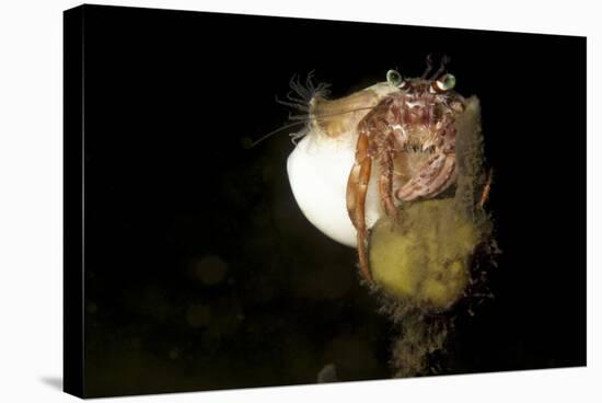 Anemone Hermit Crab Perched on Coral Outcrop-Stocktrek Images-Stretched Canvas