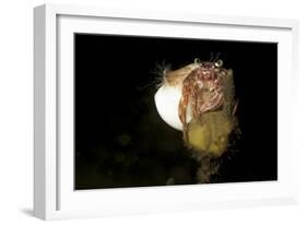 Anemone Hermit Crab Perched on Coral Outcrop-Stocktrek Images-Framed Photographic Print