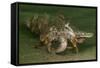 Anemone Hermit Crab Running across Sand in Green Light-Stocktrek Images-Framed Stretched Canvas