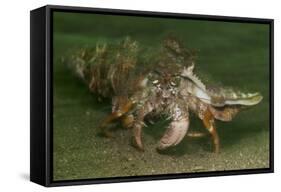 Anemone Hermit Crab Running across Sand in Green Light-Stocktrek Images-Framed Stretched Canvas