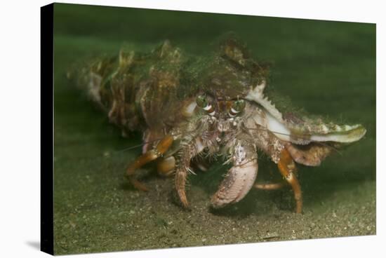Anemone Hermit Crab Running across Sand in Green Light-Stocktrek Images-Stretched Canvas