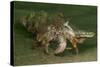 Anemone Hermit Crab Running across Sand in Green Light-Stocktrek Images-Stretched Canvas