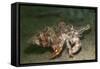 Anemone Hermit Crab Running across Sand in Green Light-Stocktrek Images-Framed Stretched Canvas