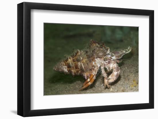 Anemone Hermit Crab Running across Sand in Green Light-Stocktrek Images-Framed Premium Photographic Print