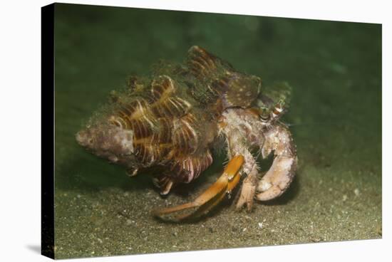 Anemone Hermit Crab Running across Sand in Green Light-Stocktrek Images-Stretched Canvas